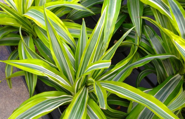 Draecena is easy to grow indoors and has spear shaped colorful leaves all year.