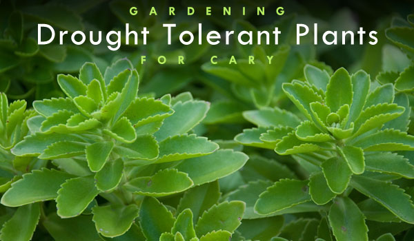 drought-tolerant-plants