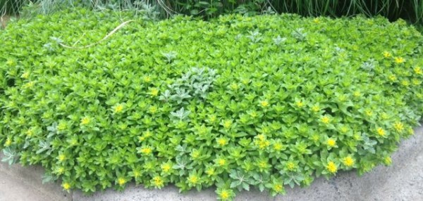 large stonecrop