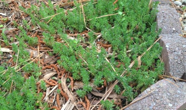 small sedum2