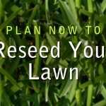reseed your lawn