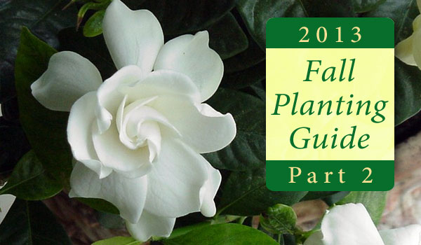 Fall Planting Guide Part 2