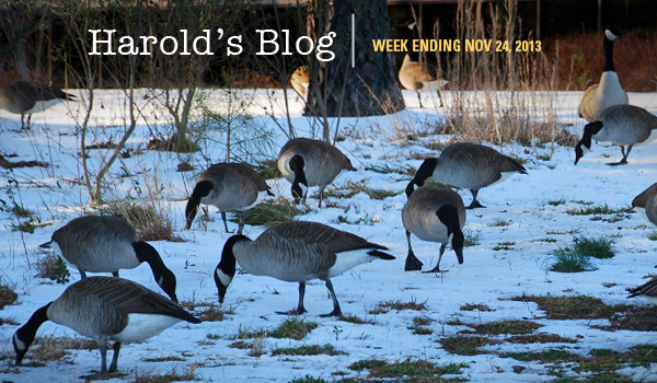 harolds-blog-geese