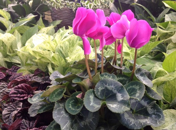 Cyclamen like low light and give a room a lively bit of color during the winter