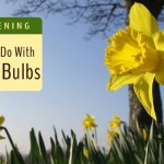 garden-bulbs
