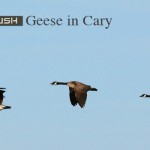 geese-cary