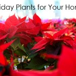 Holiday Plants