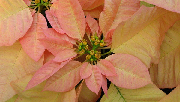 The poinsettia is a holiday staple in many homes.