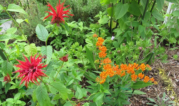 Bee Balm and Butterflyweed