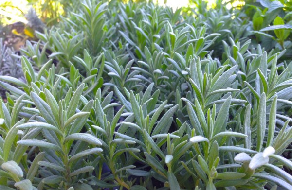 Lavender was among the herbs for sale at Herbfest 2015