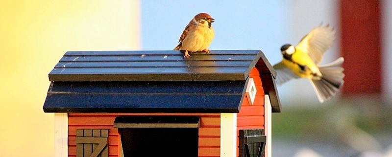 Bird Feeder