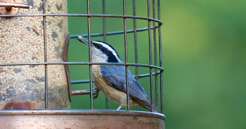 Bird Feeders