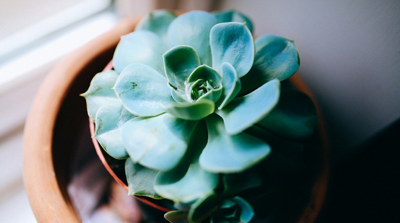 Succulents have thick, rubbery leaves.