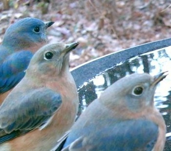 Bluebirds