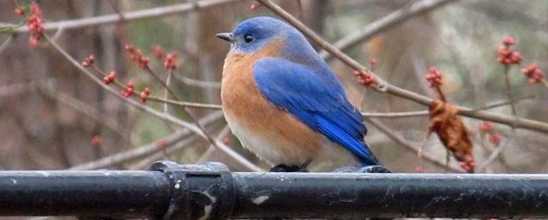 Bluebirds