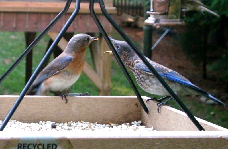 Bluebirds