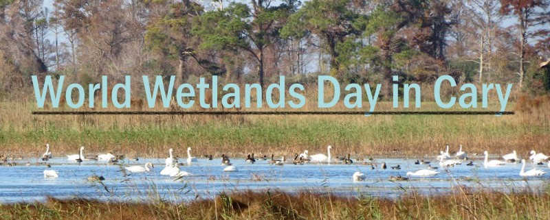 Wetlands