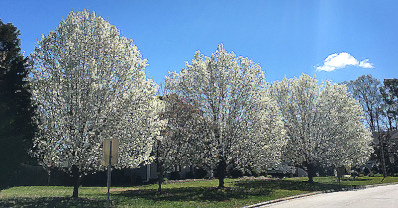 arbor-day-cary-nc