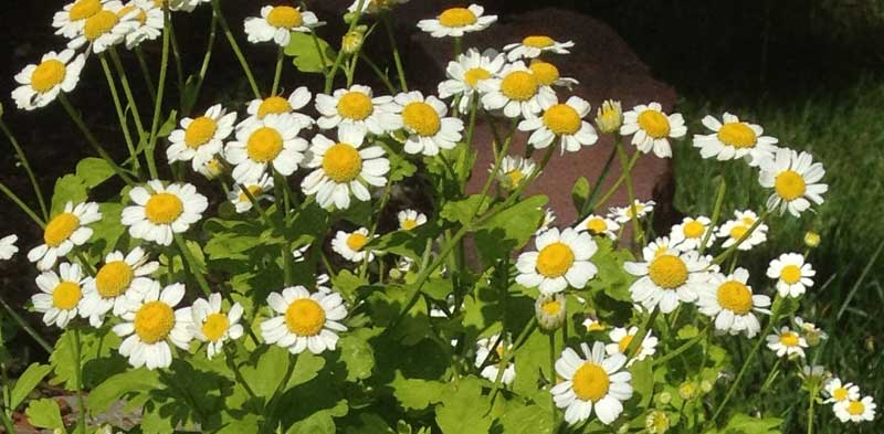 Feverfew