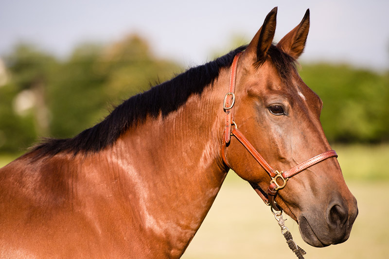 Starbuck, one of the horses at CORRAL Riding Academy.