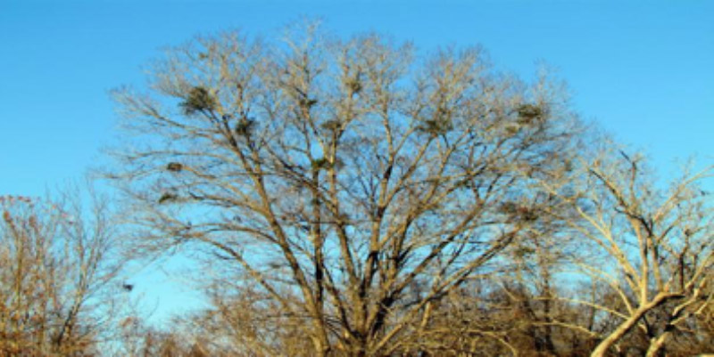 Mistletoe in a tree