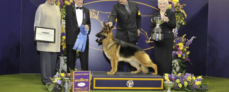 Westminster Dog Show