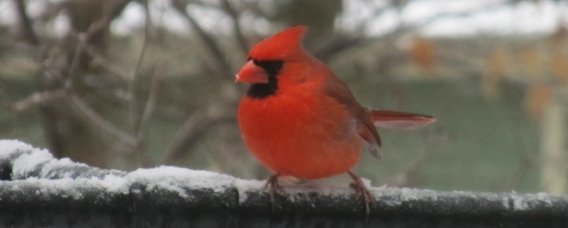 Bird Count