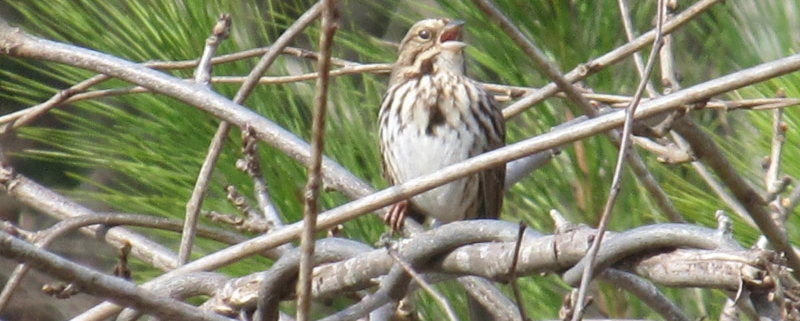 Bird Count